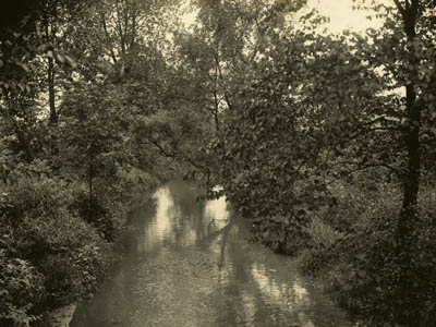 Wooded area along the Bronx River, 1917 (PBP-1134, Album 28) 